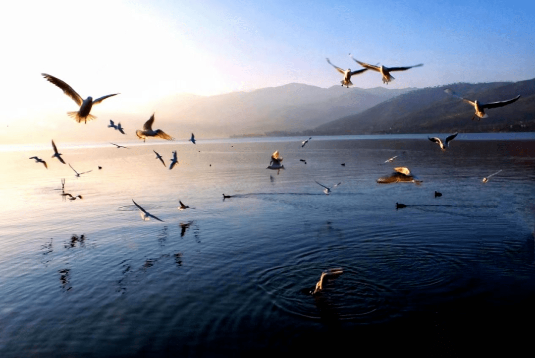 【世界湿地日】走进中国更大城市湿地 感触感染湿地与城市共生之美