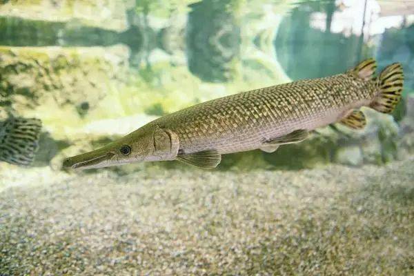 "怪鱼"——鳄雀鳝