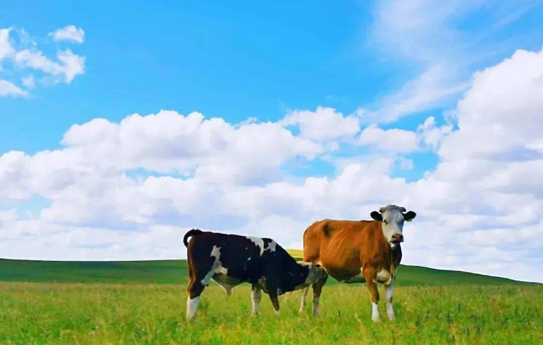 育种_乌拉_肉牛