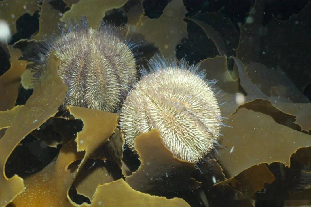 珊瑚_海胆_球状