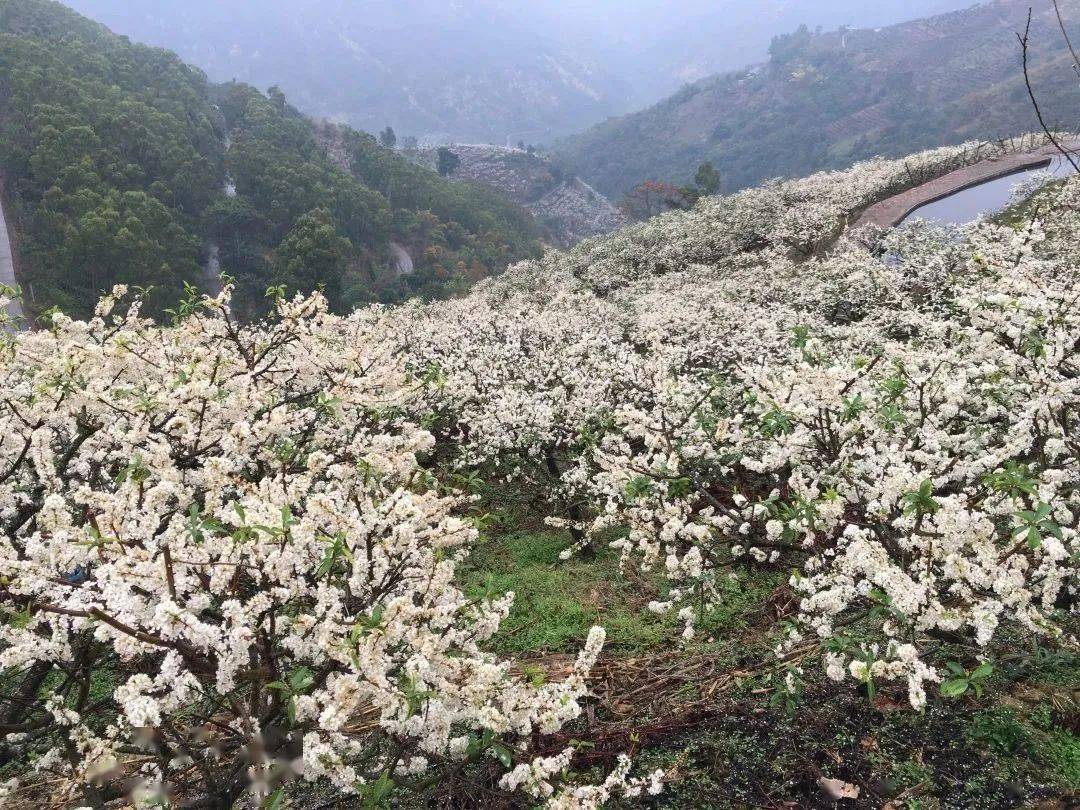 喜乐元宵游玉溪丨那个周末，来元江羊街“赏雪”