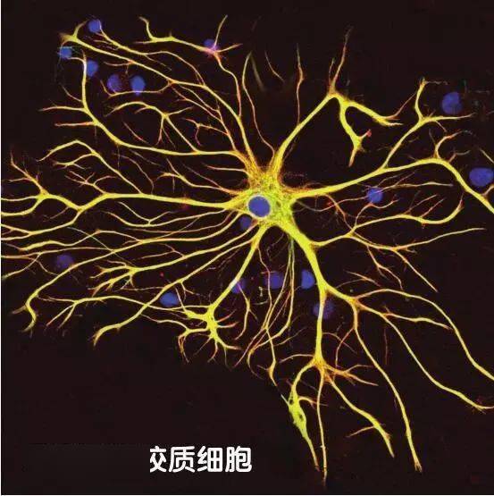 拯救我们的大脑_细胞_神经系统_胶质