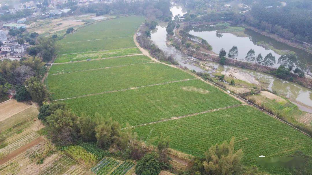 博白这个村100亩撂荒地种上了车前草,本小利大_种植_三滩镇_良德