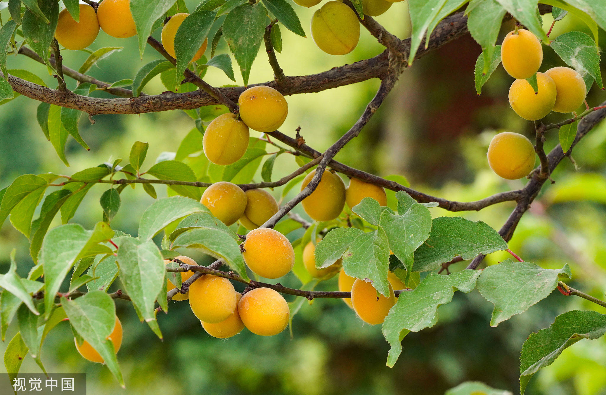 时令风物|江南何所有?聊赠一枝春_梅花_中国_梅子