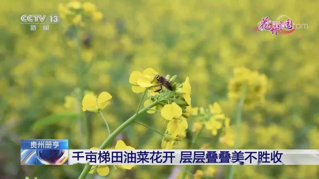 美不堪收！央视存眷贵州册亨千亩梯田油菜花开