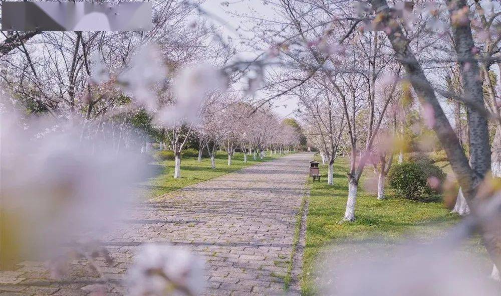 溧陽市灣溪公園繡球花展,金壇區南洲公園荷花展,新北區新龍生態林櫻花