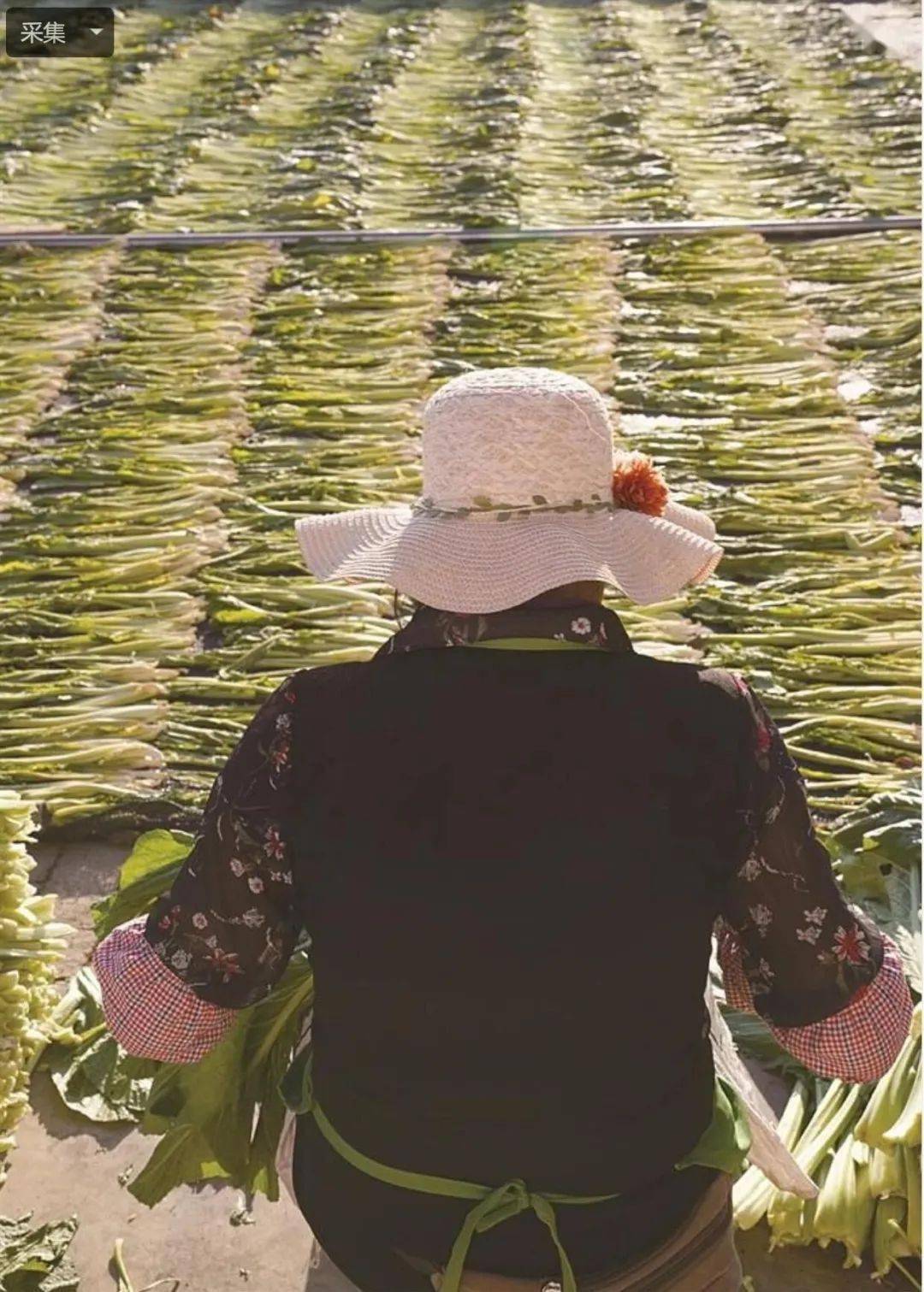厉害了《大理日报》用整版报道了咱们弥渡的这道美食