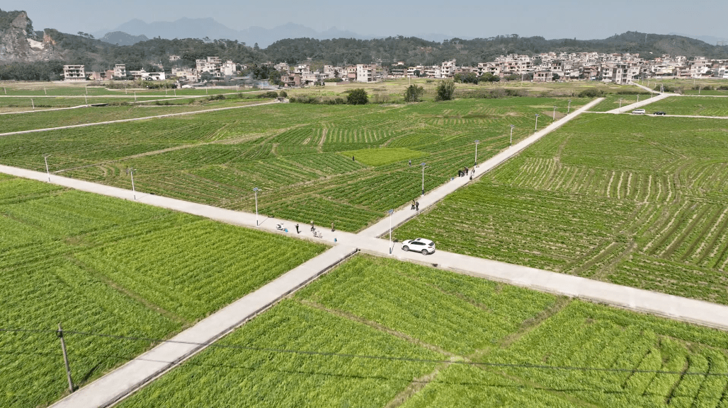 沙塘镇_农田_组织