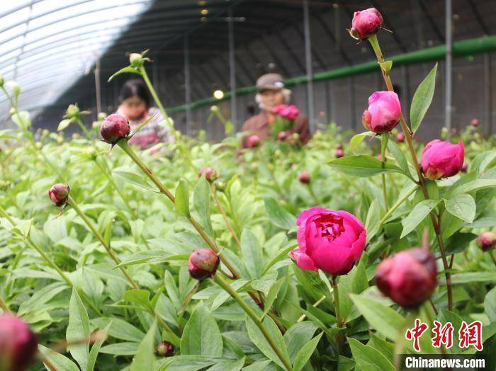 芍药花底（百度小说芍药花） 第2张