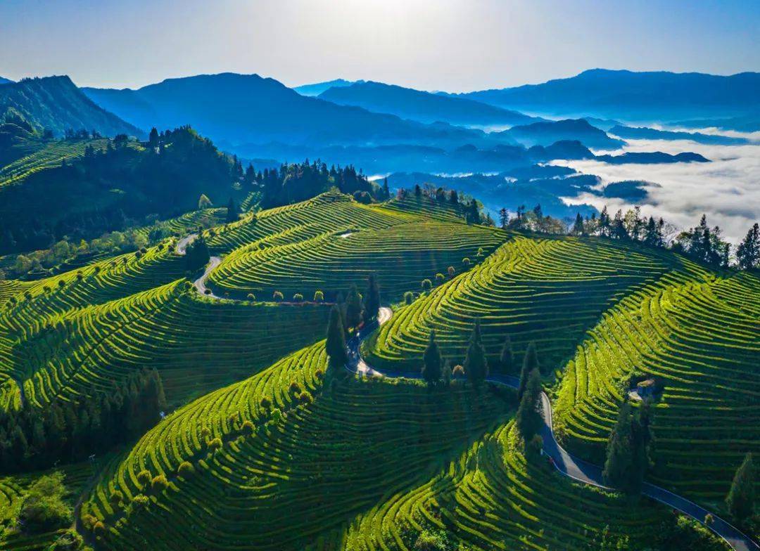 茶禅养生度假区鹿鸣茶海风景区有5个片区:位于珙县石碑乡的鹿鸣茶海是