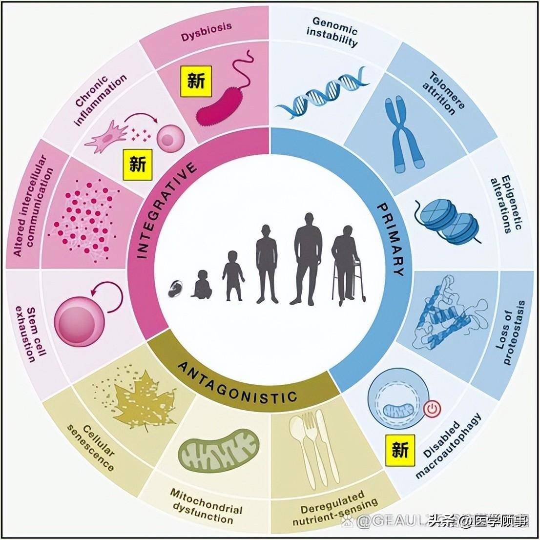 《cell》衰老领域新增三大标志_细胞_研究_炎症