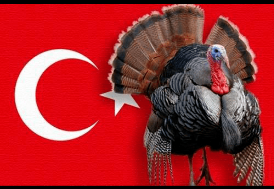 turkey-here-talk