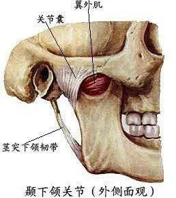 居于二者之间的关节盘,关节周围的关节囊和关节韧带(颞下颌韧带,蝶