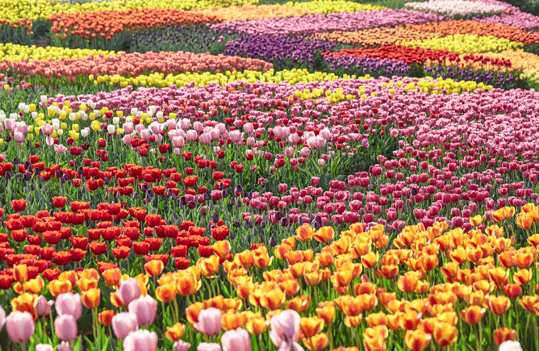 【刷卡免门票】2023,来花谷奇缘,一起拍出花海大片,你准备好了吗?