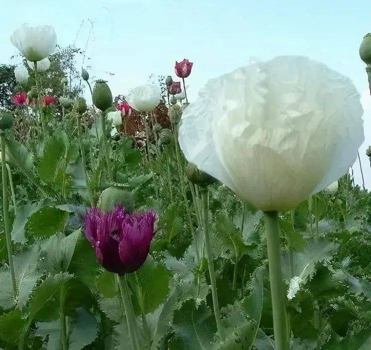 鸦片花和罂粟花图片