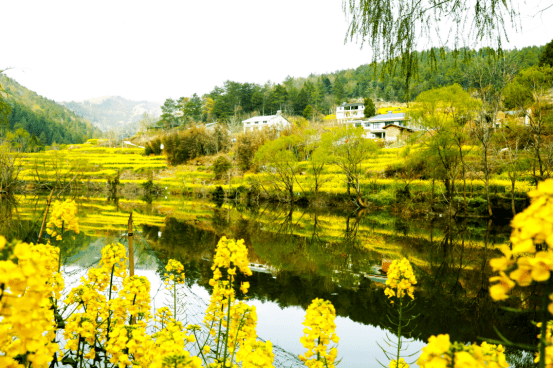 四川劍閣:梅花菜花開 賓客八方來_內容_大道_景區