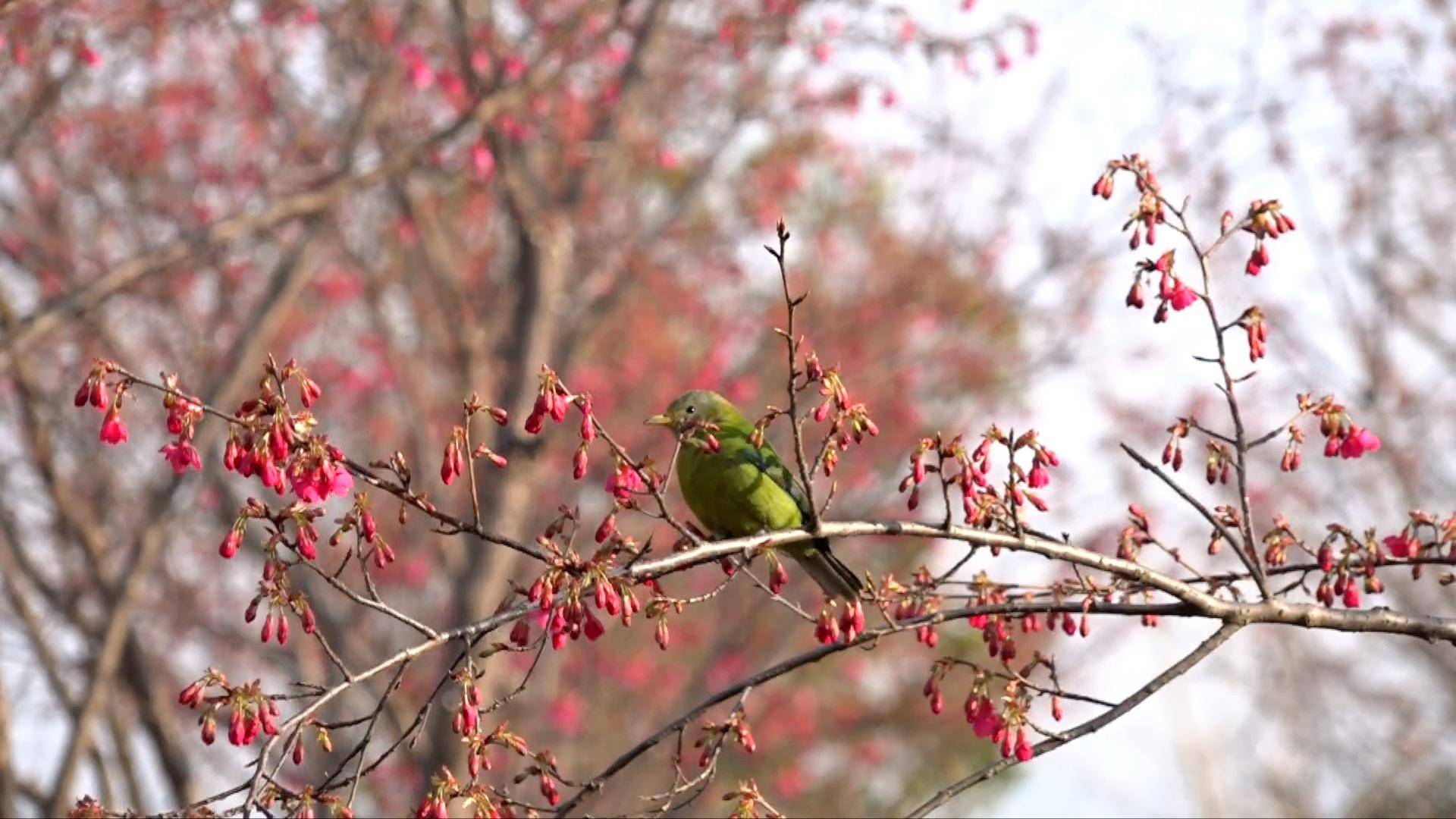 千城百县看中国｜春花迎风开 盛景合理时