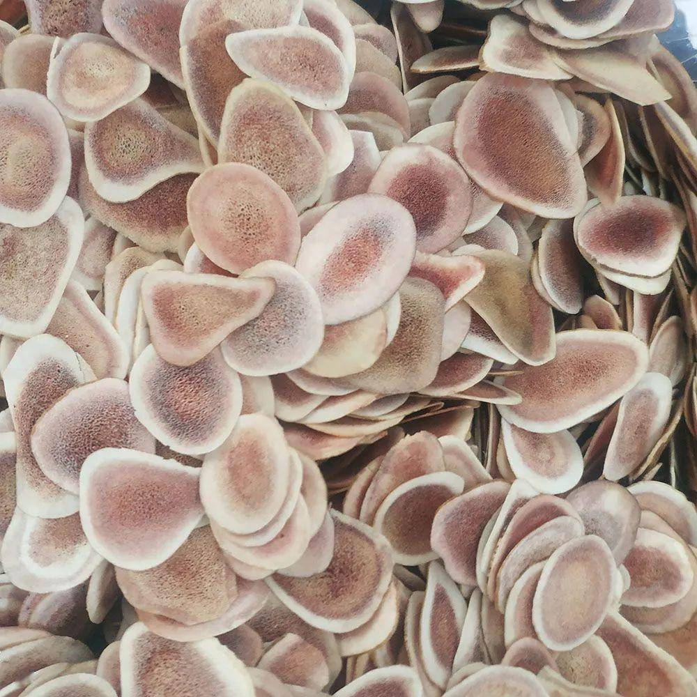 不同形状的中药切片,到底有什么讲究?_药材_mm_饮片