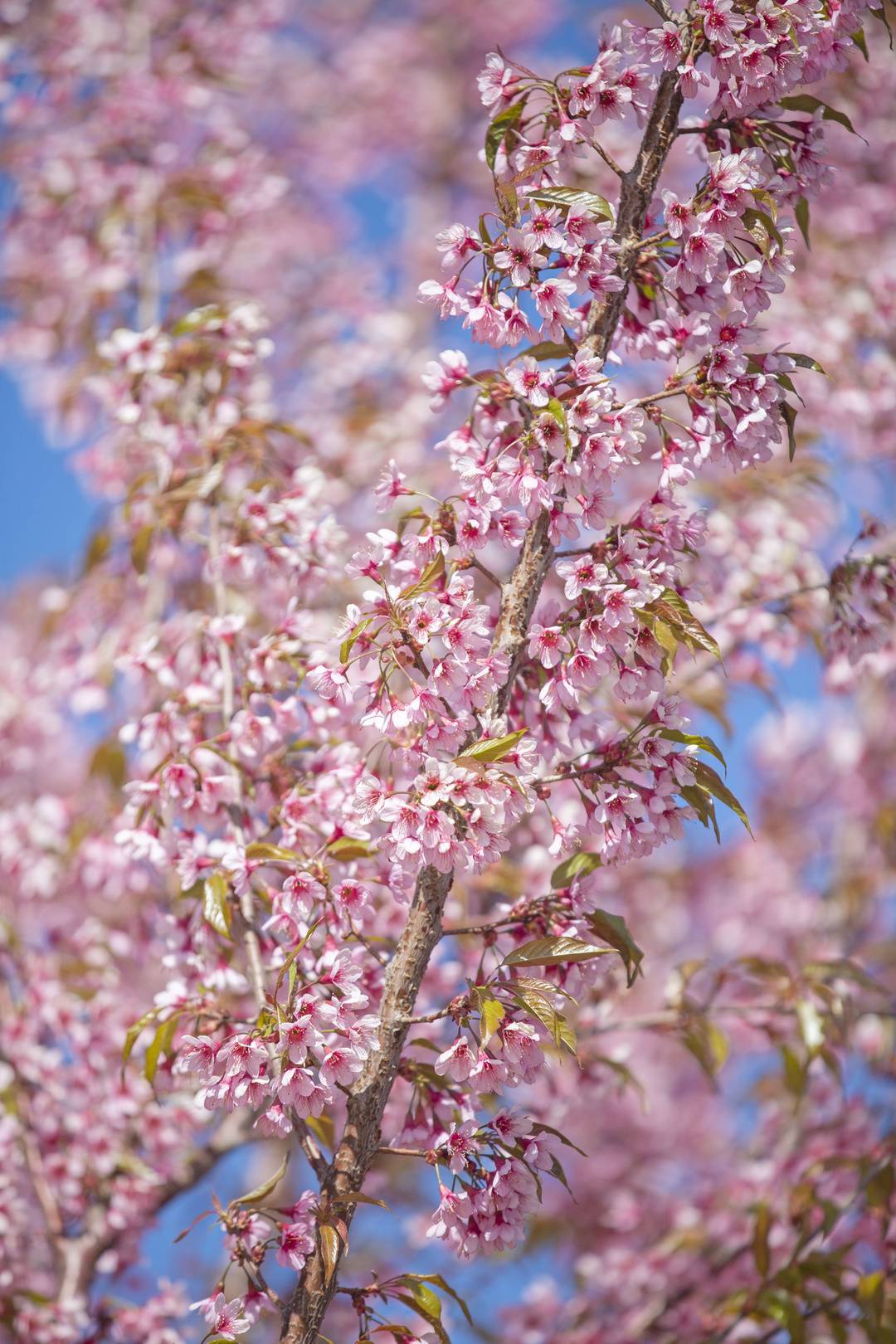 赏樱何须去远方 来四川西昌看春日樱花_大道_枝头_粉色