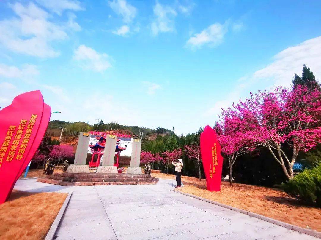 寿宁南阳含溪村:千亩樱花盛放引人醉_红色_内容_乡村