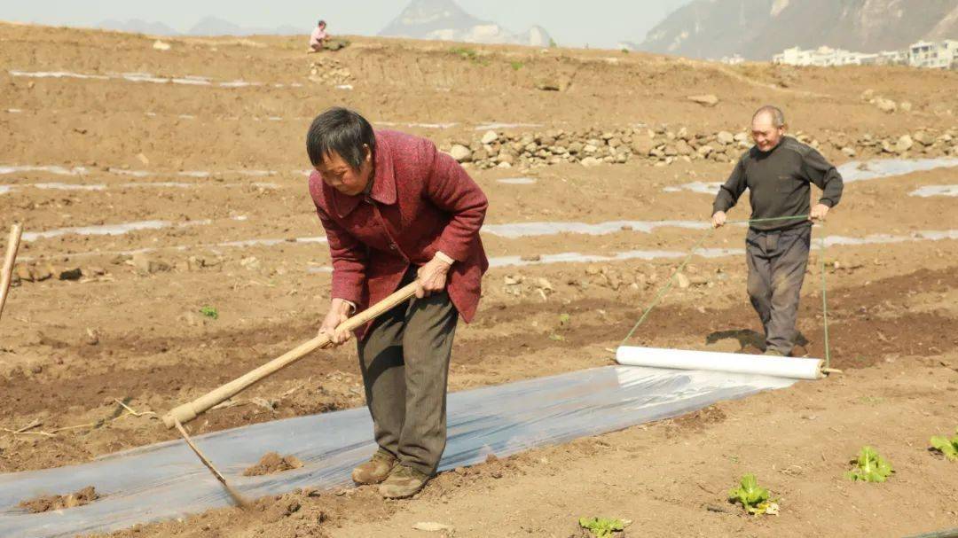 大方:春耕抗旱两不误 田间地头春潮涌_大方县_村民_覆膜