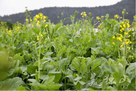 油菜花茎的图片图片