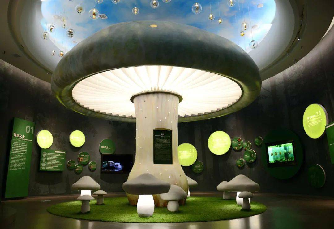 在易门县野生菌博物馆,可在菌菇之乡菌菇之谜菌菇之蕴菌菇之业