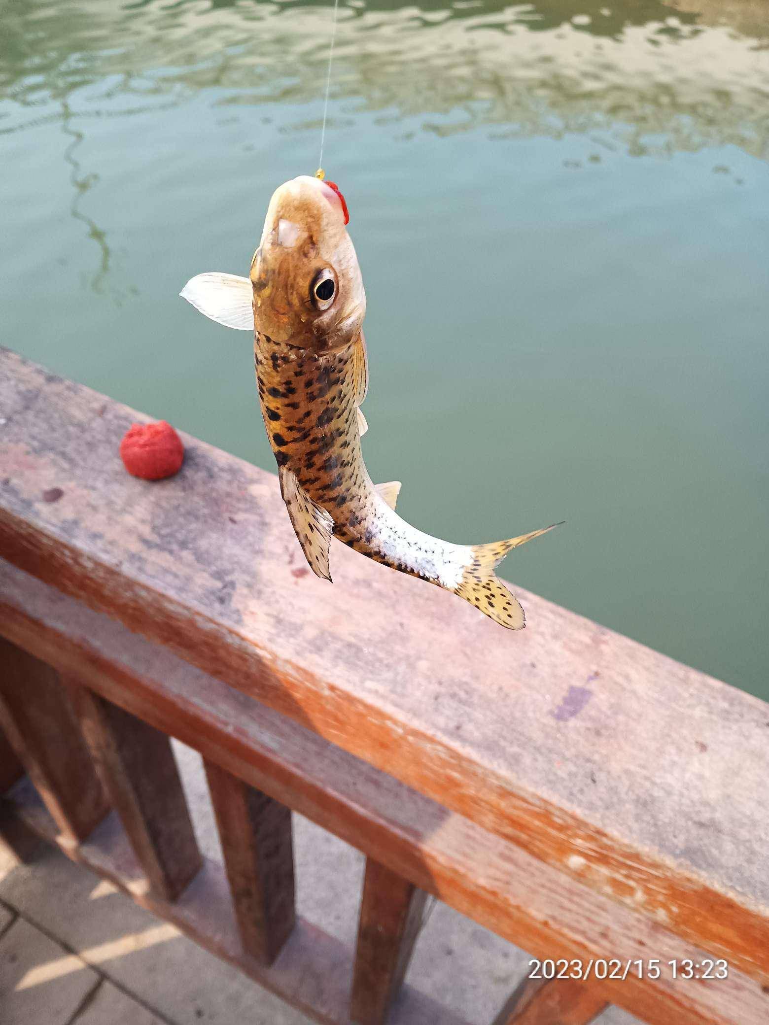 这是为娱在淇河钓到第二尾花骨鱼,一身豹纹装性感又迷人,让人爱不释手