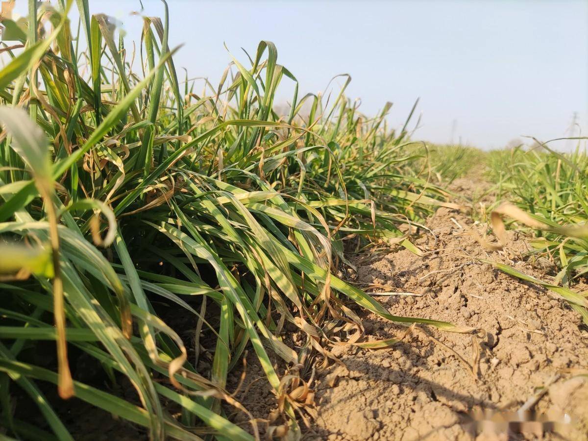 小麦预防倒春寒,一是要培养壮苗(旺长苗,群体较大的田块,抵御倒春寒