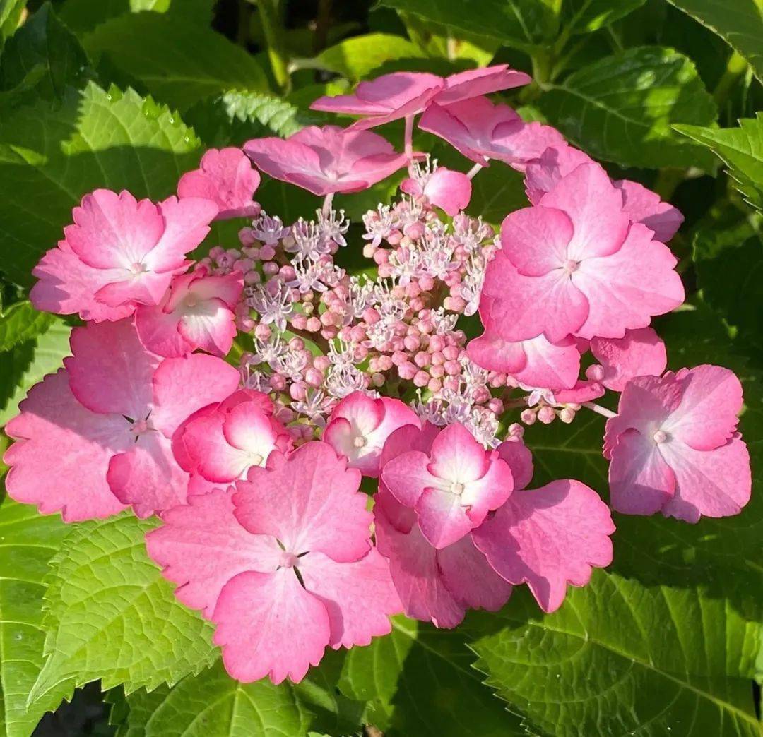 康康舞爱莎有松三河千鸟星星糖妖精之瞳魔幻珊瑚史欧尼舞会牵牛星花宝