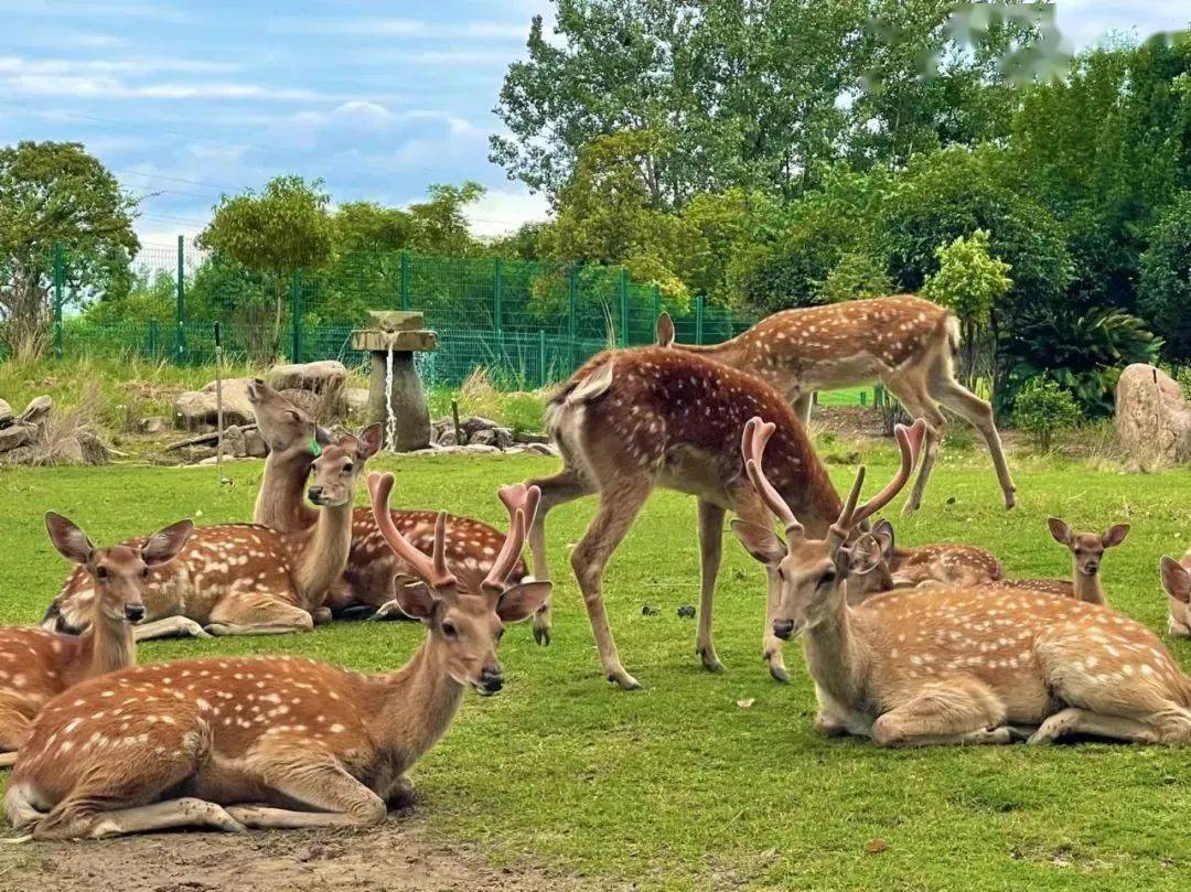 【現代·樂域莊園|露營 圍爐煮茶 羊鹿餵食】128元享門市價398元露營