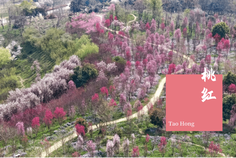 惊艳的中国传统色,就藏在雨花这里的山水中……_公园_颜色_桃红