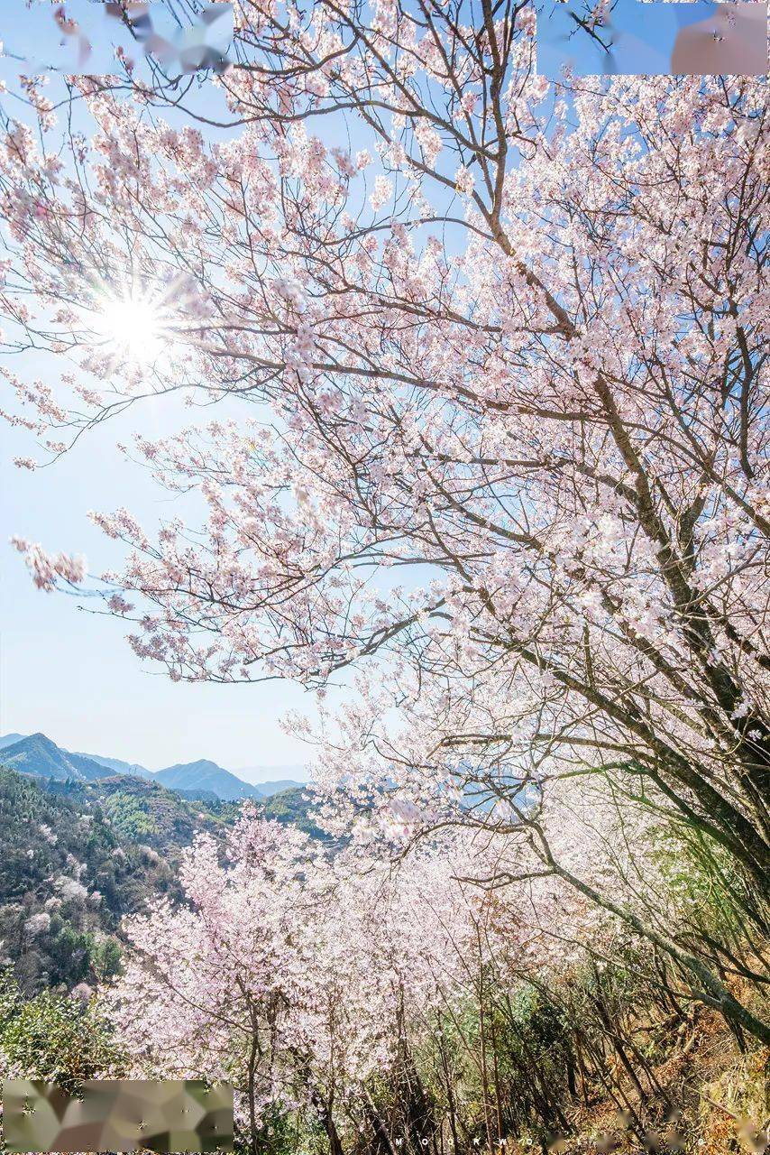 浙江最美樱花公路,浪漫不输富士山,即将迎来盛放期,错过要等一年!