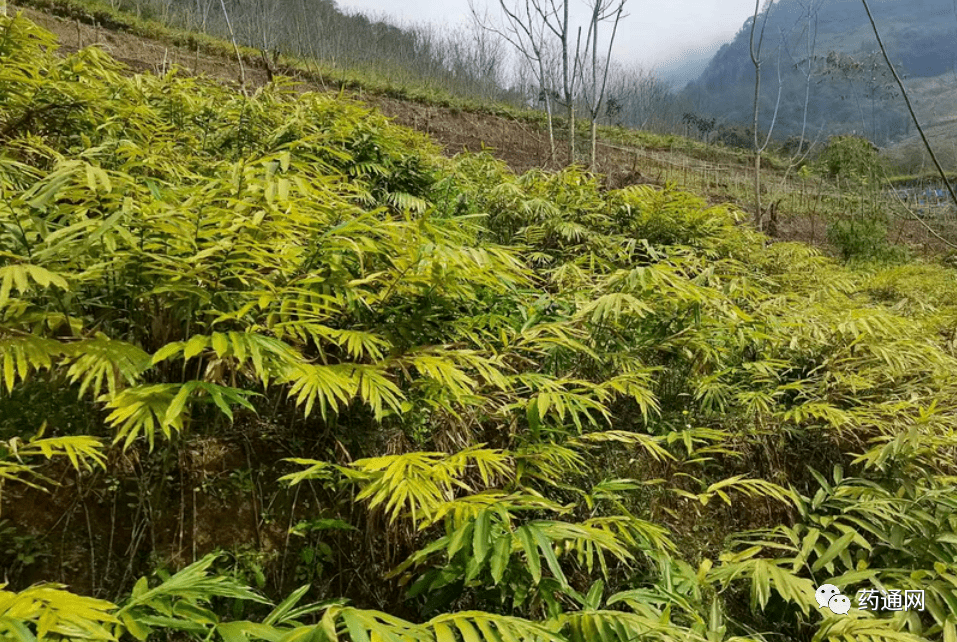 砂仁图片植株图片