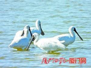 漳江口红树林又发现58只“鸟中大熊猫” 