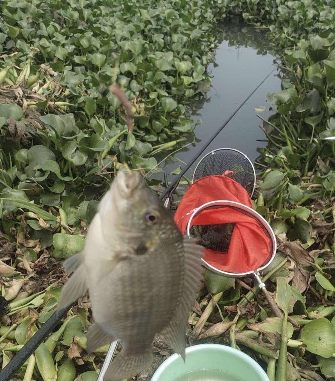 破龟之战,幸运女神终于降临_时间_饵料_水浮莲