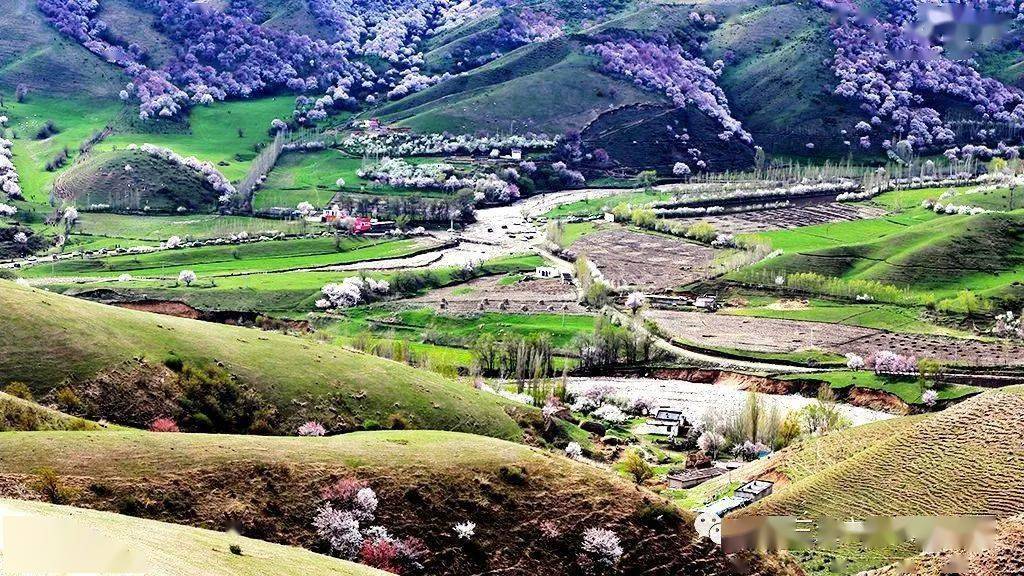 2023年伊犁吐尔根大西沟原始杏花林硬卧 小车2日3晚自由行_伊宁市