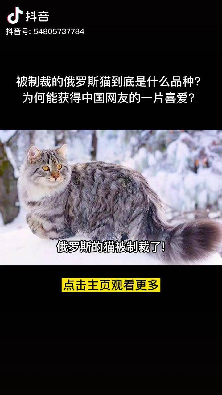 俄罗斯的猫被制裁图片