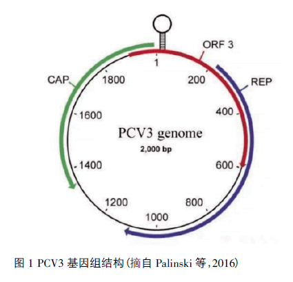 豬圓環病毒3型研究進展及防控措施_蛋白_繁殖_基因組