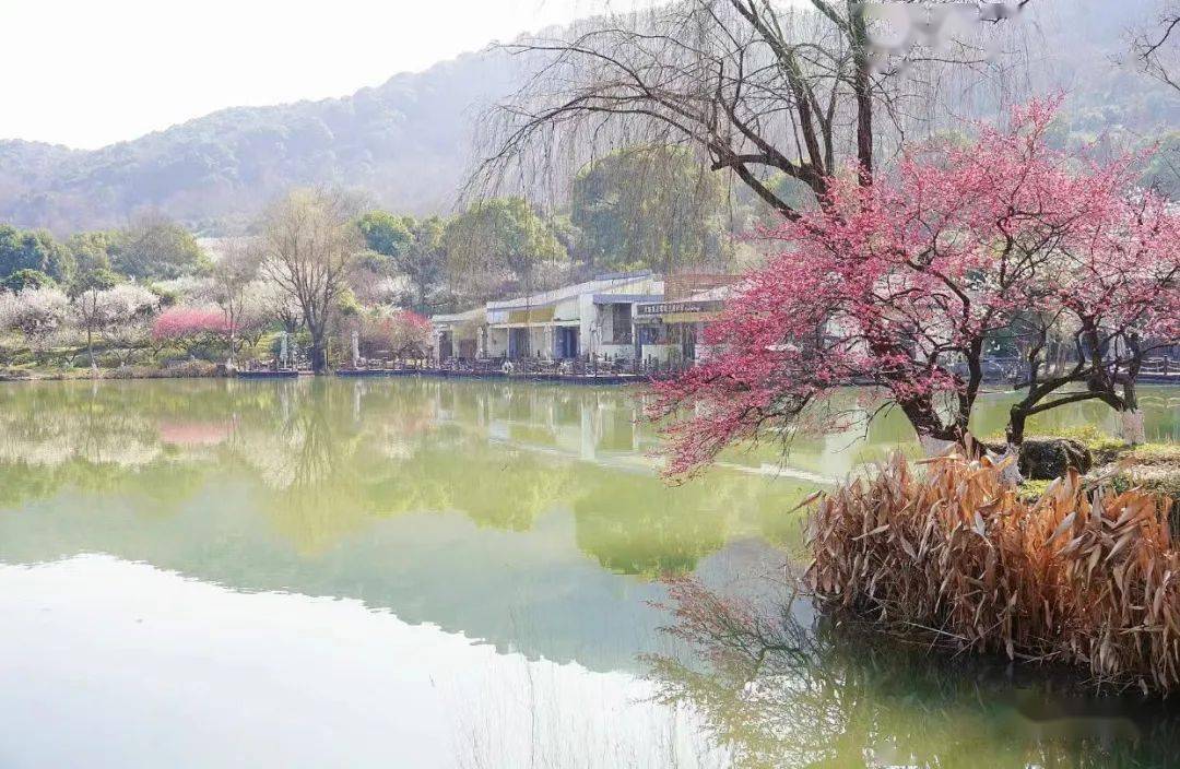 25 週六 十里梅花香雪海, 超山梅花開,塘棲古韻濃;賞梅花,走老街,品