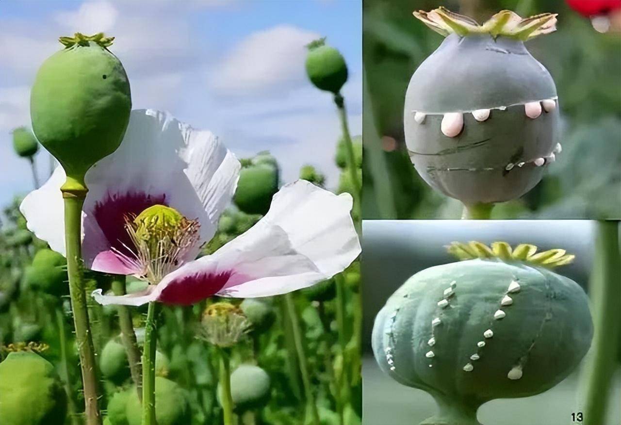 他种了161株罂粟!_种植_毒品_非法