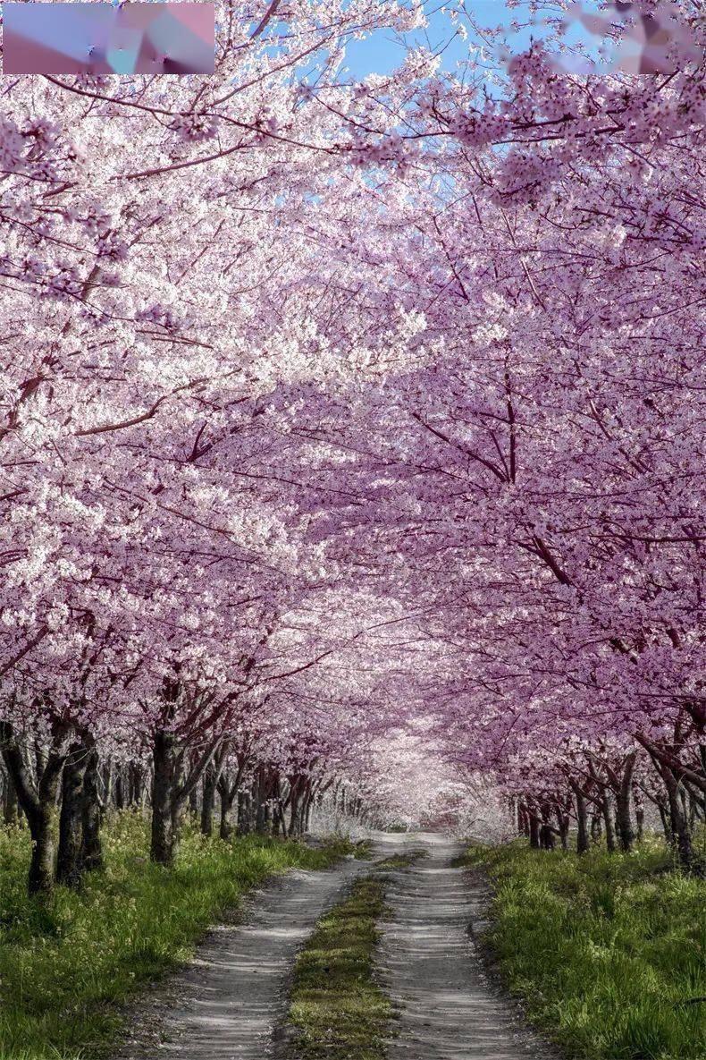 以山茶为伴,以高山为远景,以红枫湖为画布,塑造了地球上最壮美的"樱花