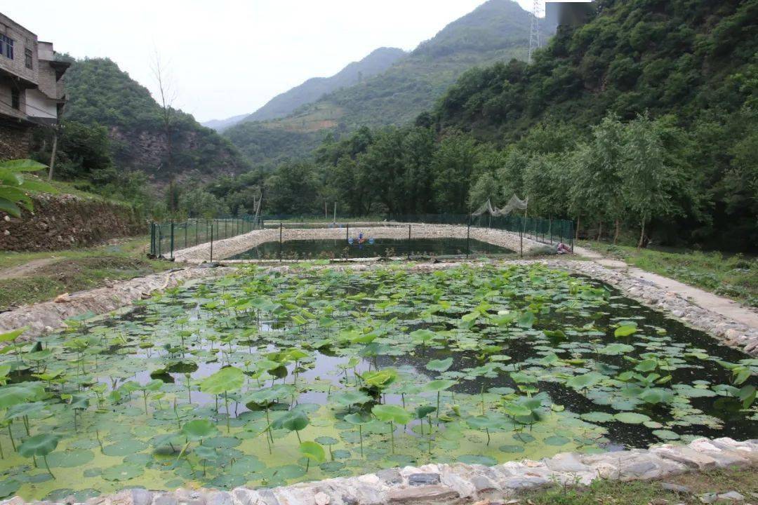 仓上镇:"庭院经济"让乡村增色添彩_发展_木瓜园_产业