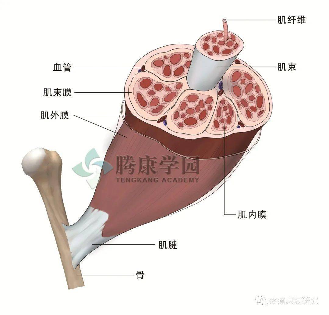 肌内膜肌外膜肌束膜图片