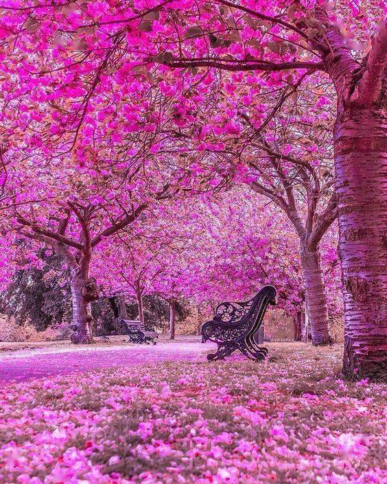 春天的《小路》唯美宁静,陶醉了!_美景_花香_岁月