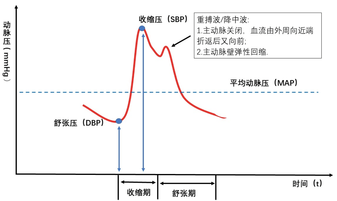 正常人血压脉搏曲线图图片