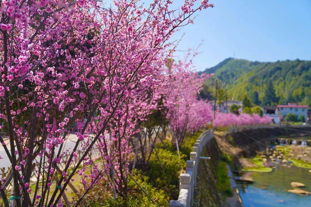 【春暖花开游龙岩】梅花山梅花进入盛放期,初春的诗和远方,许你一季