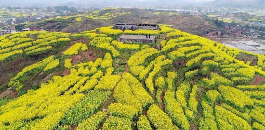 「耒阳油菜花攻略」来了!一大波美图来袭!