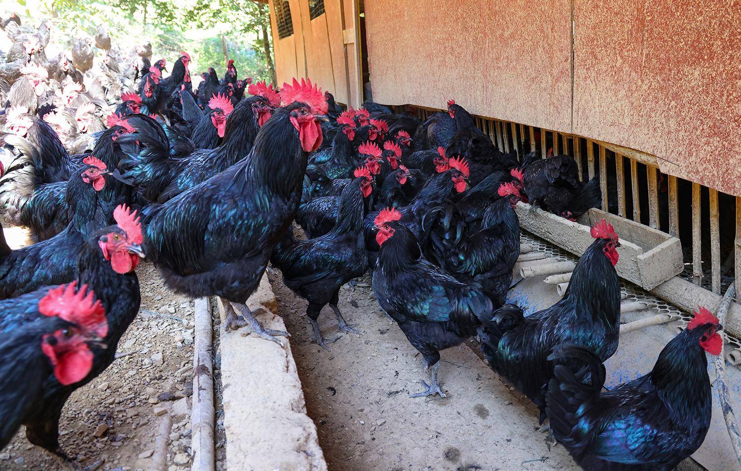 十年"养育"一只鸡_遗传_团队_资源