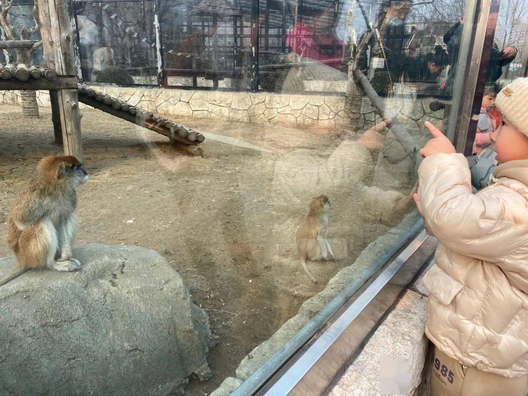 折翼的天使,我們來守護——開平區婦聯舉辦動物園親子游公益活動_唐山